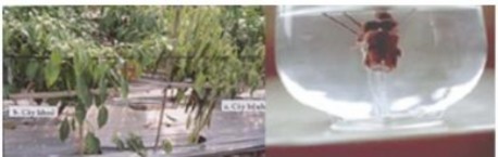 Hình 5 4 Triệu chứng bệnh thán thư trên ớt Giai đoạn nhiễm bệnh phát triển 3