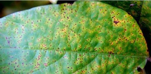 Hình 8 4 Triệu chứng gây hại bệnh rỉ sắt trên lá Bệnh phấn trắng Loại 1