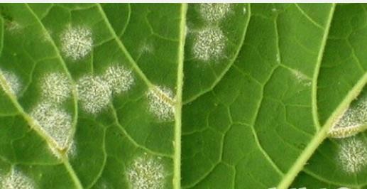 Hình 8 5 Triệu chứng gây hại trên lá của bệnh phấn trắng Biện pháp thủ công 2