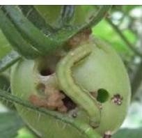 Hình 5 5 Sâu xanh đục quả cà chua Biện pháp phòng trừ – Thời vụ gieo trồng 1