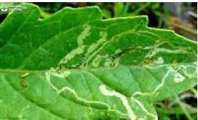 Hình 5 6 Triệu chứng ruồi đục lá cà chua Biện pháp phòng trừ Vệ sinh đồng 2