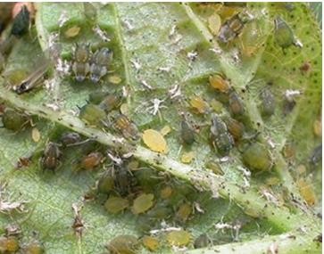 Hình 5 7 Rầy mềm sống tập trung mặt dưới lá Biện pháp phòng trừ Tỉa bỏ lá 3