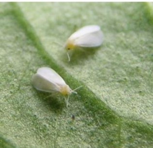 Hình 5 8 Rầy phấn trắng và triệu chứng gây hại mặt dưới lá Biện pháp phòng 4