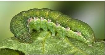 Hình 5 9 Sâu xanh da láng Biện pháp phòng trừ Thăm đồng thường xuyên phát hiện 5