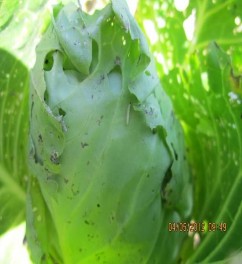 Hình 6 1 Sâu tơ Tập quán sinh sống và gây hại Bướm hoạt động mạnh về đêm 1