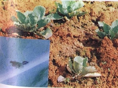 Hình 6 3 Cây bị Dòi hại rễ Tập quán sinh sống và gây hại Trưởng thành đẻ 4