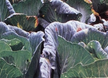 Hình 6 5 Bệnh cháy lá vi khuẩn Xanthomonas campestris Biện pháp phòng trừ Khử trùng 6