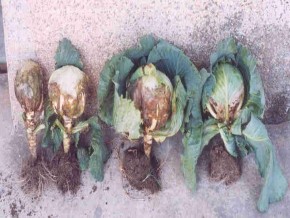 cao HÌnh 6 6 Lở cổ rễ cải bắp Nguyên nhân điều kiện phát sinh phát triển 7