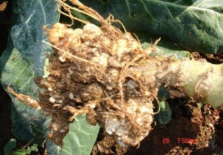 Hình 6 7 Bệnh sưng rễ trên bắp cải Nguyên nhân điều kiện phát sinh phát triển 8