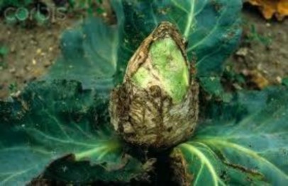 Hình 6 9 Thối nhũn Erwinia carotovora Nguyên nhân điều kiện phát sinh phát triển 3