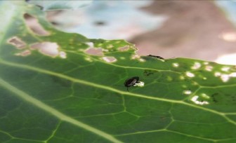 Hình 6 10 Bọ nhảy Tập quán sinh sống và gây hại Trưởng thành hoạt động vào 4