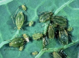 Hình 6 11 Rệp trên rau họ thập tự Tập quán sinh sống và gây hại Cả rệp non 5