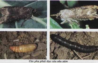 Hình 6 12 Sâu xám Tập quán sinh sống và gây hại Bướm hoạt động giao phối và 6