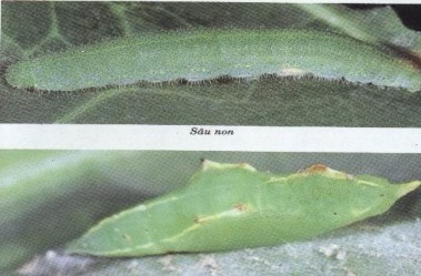 Hình 6 13 Sâu xanh bướm trắng hại cải bắp Tập quán sinh sống và gây hại 7