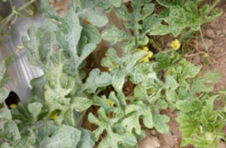 Hình 7 1 Bệnh đầu lân do bọ trĩ gây ra Biện pháp phòng trừ Nên trồng luân canh 1