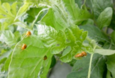 Hình 7 2 Bọ dưa Điều kiện phát sinh gây hại Thành trùng hoạt động mạnh vào 2