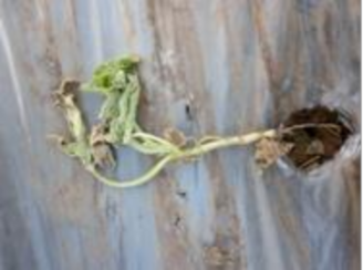 Hình 7 3 Bệnh chết héo cây con Biện pháp phòng trị Vệ sinh đồng ruộng cày 3