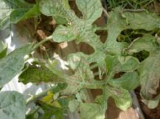 Hình 7 4 Bệnh nứt thân chảy nhựa Bả trầu trên dưa hấu Biện pháp phòng trị 4