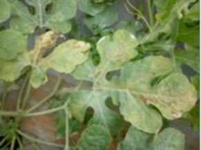 Hình 7 5 Bệnh đốm phấn Biện pháp phòng trị Thu dọn tàn dư cây trồng đem tiêu 1