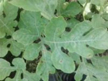 Hình 7 6 Bệnh thán thư Biện pháp phòng trị Xử lý đất bằng cách bón vôi 2