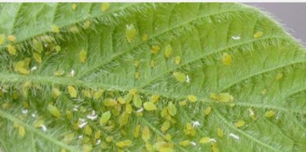 Hình 8 1 Rệp gây hại trên lá đậu cove Sâu đục quả Sâu đục quả là đối 1