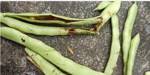 Hình 8 2 Sâu đục quả đậu cove Biện pháp phòng trừ đối với loại sâu này là 2