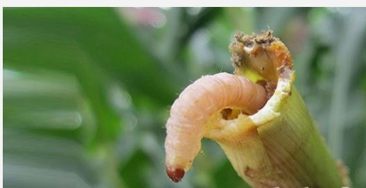 Hình 8 3 Dòi đục thân trên đậu cove Đối với bệnh dòi đục thân nếu trồng 3