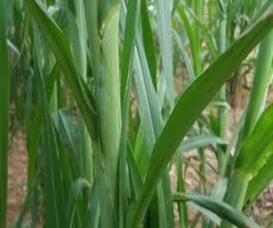 Đặc điểm sinh thái 1 Cỏ Voi giai đoạn trưởng thành Cỏ voi có khả năng chịu 1