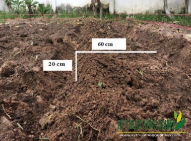 ● Phân bón 2 Chuẩn bị đất trồng cỏ Voi Tuỳ theo chân ruộng tốt hay xấu mà 2