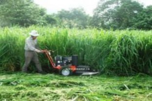 ● Chăm sóc sau thu hoạch 7 Thu hoạch cỏ Voi Cứ sau mỗi lần thu hoạch và cỏ ra 4