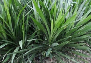 8 Cỏ mọc sau khi thu cắt lần đầu 5 2 Kỹ thuật trồng cỏ Ghi ne Panicum maximum 5