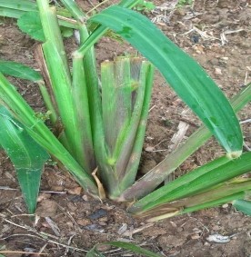 9 10 Cỏ Ghi nê trưởng thành Ghi nê là loại cỏ lâu năm thân cao tới 2 3m không 8