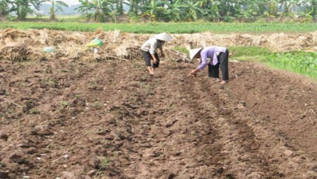 13 Bón phân trước khi trồng cỏ Ghi nê ● Cách trồng và chăm sóc Gieo bằng hạt 1