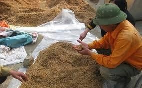 14 15 Xử lý hạt cỏ Ghi nê trước khi gieo Nếu trồng bằng thân rễ thì nên 3