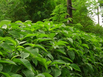 Đặc điểm sinh thái học 18 Cây chè khổng lồ Cây thích ứng rộng trong vùng khí 4