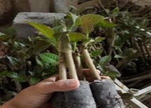 19 20 Cành hom cây chè khổng lồ nảy mầm ● Cách trồng và chăm sóc ● Trồng 5