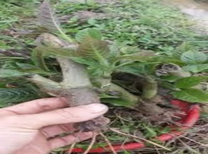 19 20 Cành hom cây chè khổng lồ nảy mầm ● Cách trồng và chăm sóc ● Trồng 6