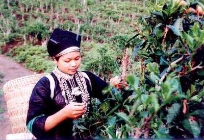 Thiếu nữ Nùng hái chè Hoa hồi đặc trưng xứ Lạng Cụ bà người Nùng quay sợi 8