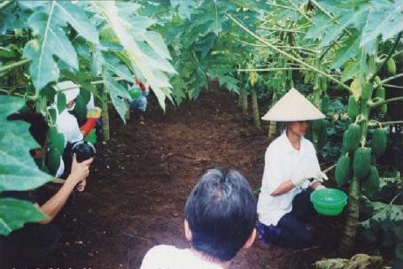 Hình 2 1 Cách lấy nhựa đu đủ Quả có thể được rút nhựa trong suốt khoảng 1