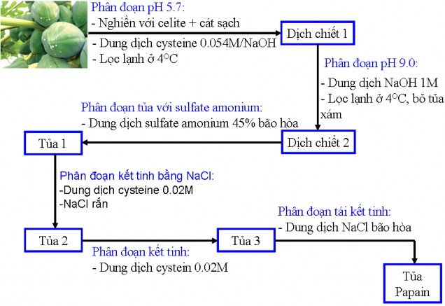 Hình 2 2 Sơ đồ thu nhận papain từ nhựa đu đủ đông khô 2 2 3 Xác định lượng 2