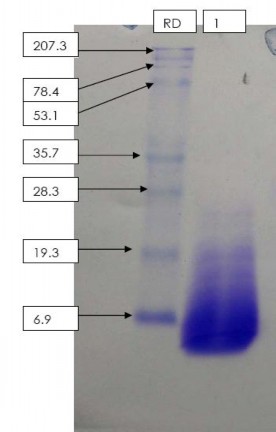 Hình 3 1a Điện di đồ của nhựa khô ở trái non sơ chế bằng dung môi etanol 1 – 1