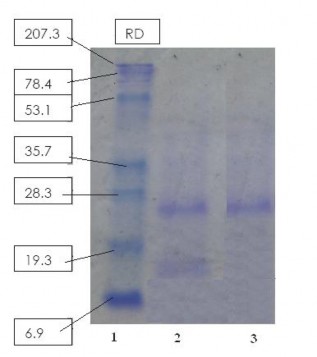 Hình 3 1 b Điện di đồ của chế phẩm Merk và papain tinh chế từ nhựa đu đủ 2