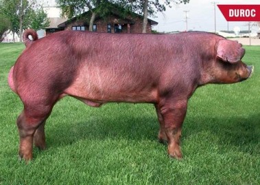 Toàn thân có màu hung đỏ thường gọi lợn bò đầu to vừa phải mõm dài tai to 3