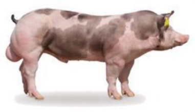 Toàn thân có màu trắng và có nhiều đốm màu xám trên và không ổn định đầu 4