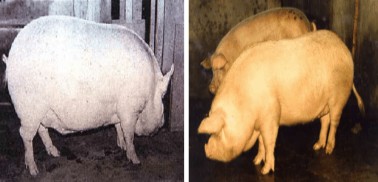 8 Lợn Thuộc Nhiêu Lợn Thuộc Nhiêu là nhóm giống lợn lai giữa lợn ngoại với 8