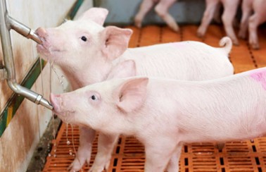 Trong cơ thể lợn con nước chiếm 70 lợn thịt 35 40 Nước không có chức năng 1