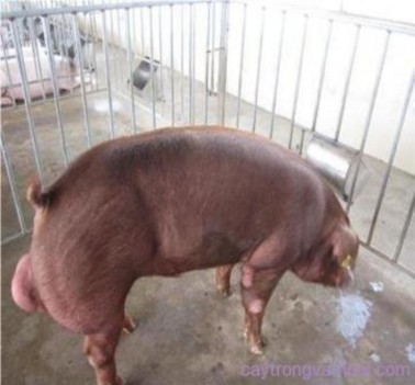 17 Chuồng heo đực giống Diện tích chuồng lợn nội 5 m² con Ngoại 7 m² con Sân 5