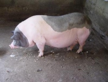 Nái có chửa và nái chờ phối được nhốt trong các ô được ngăn cách nhau 6