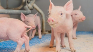 20 Chuồng heo cai sữa Khoảng của các song ngăn giữa các ô chuồng từ 8 10cm không 1