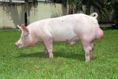 22 Heo đực giống 2 1 Dinh dưỡng 2 1 1 Nhu cầu protein Protein đóng vai trò rất quan 3